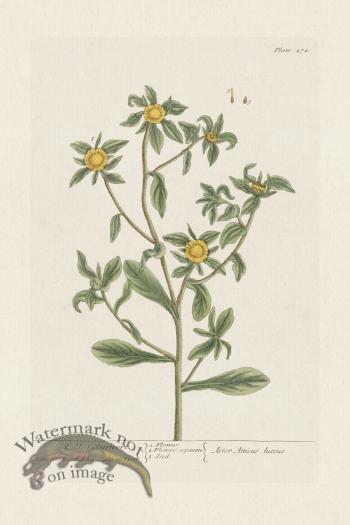 BEE 272 Golden Starwort